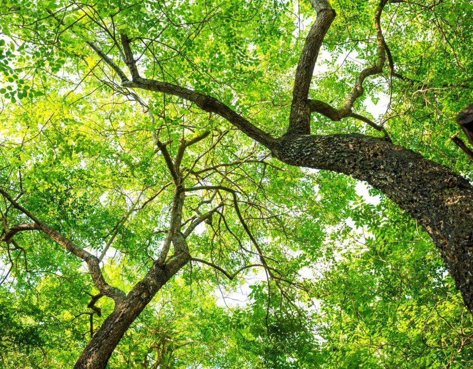 Photo en contre-plongée représentant les troncs et feuilles d'arbres.
