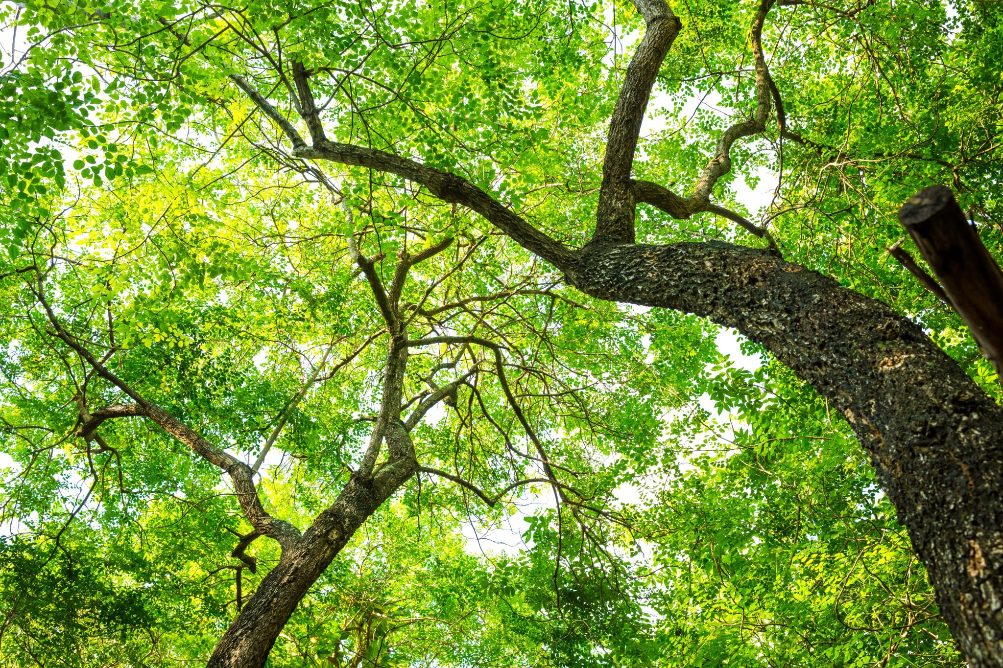 Photo en contre-plongée représentant les troncs et feuilles d'arbres.