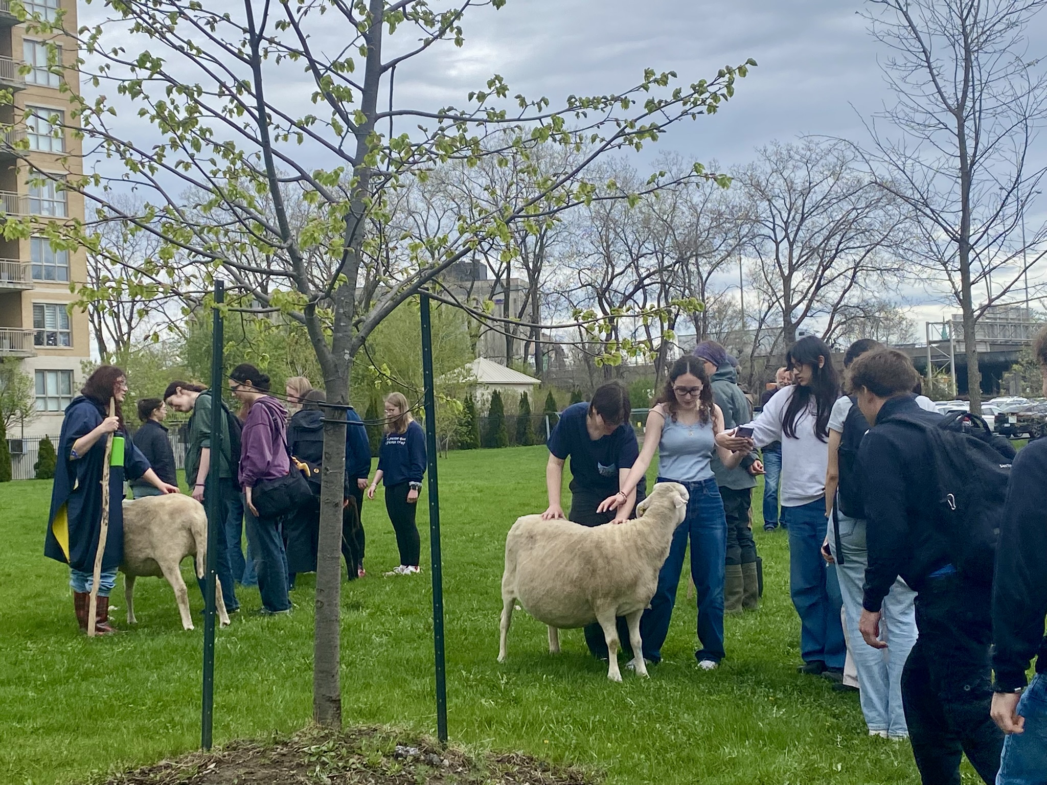 Groupe d_étudiant.es et moutons_
