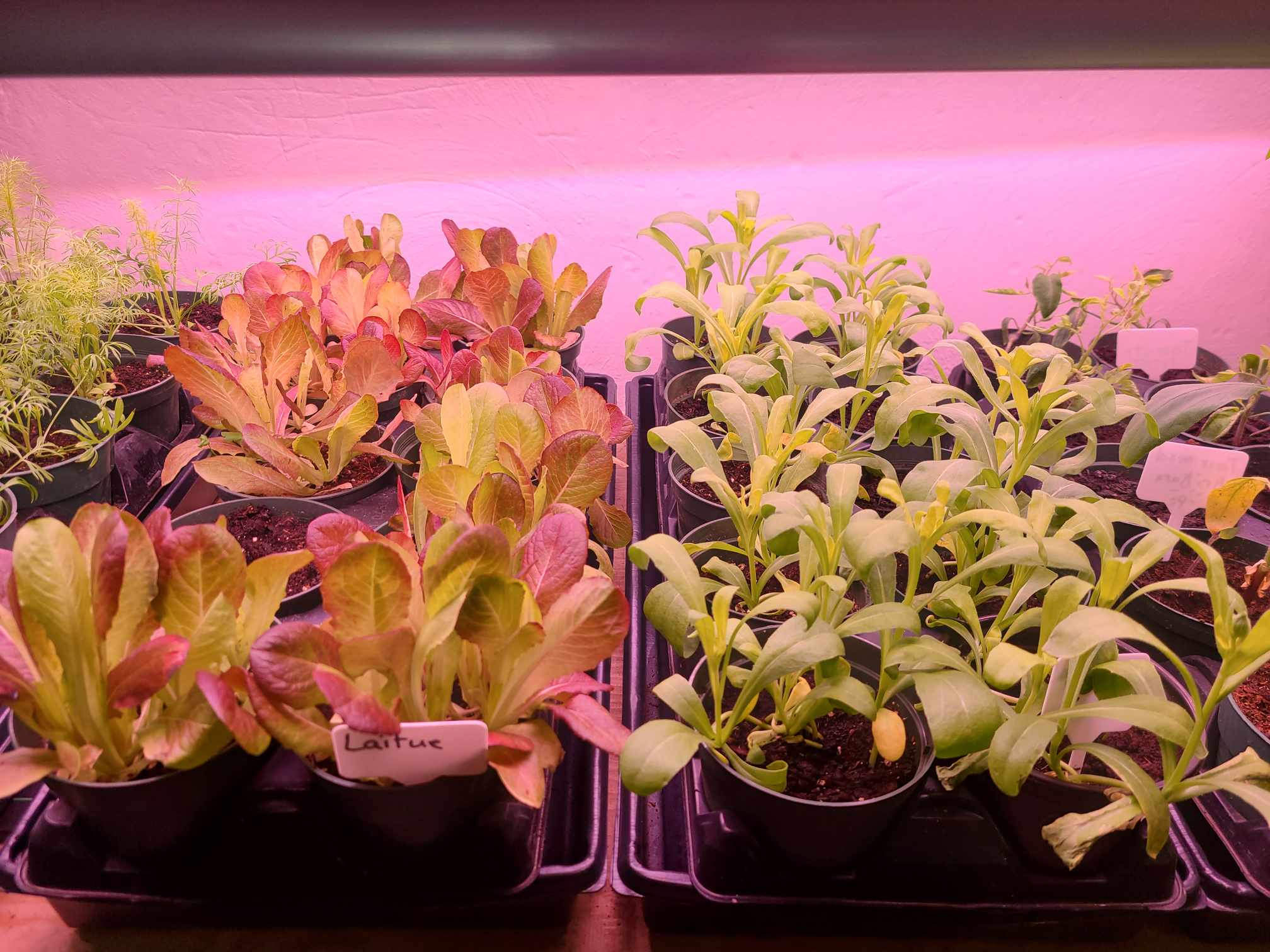 Jardin urbain pour semer la biodiversité à Riviere-du-Loup